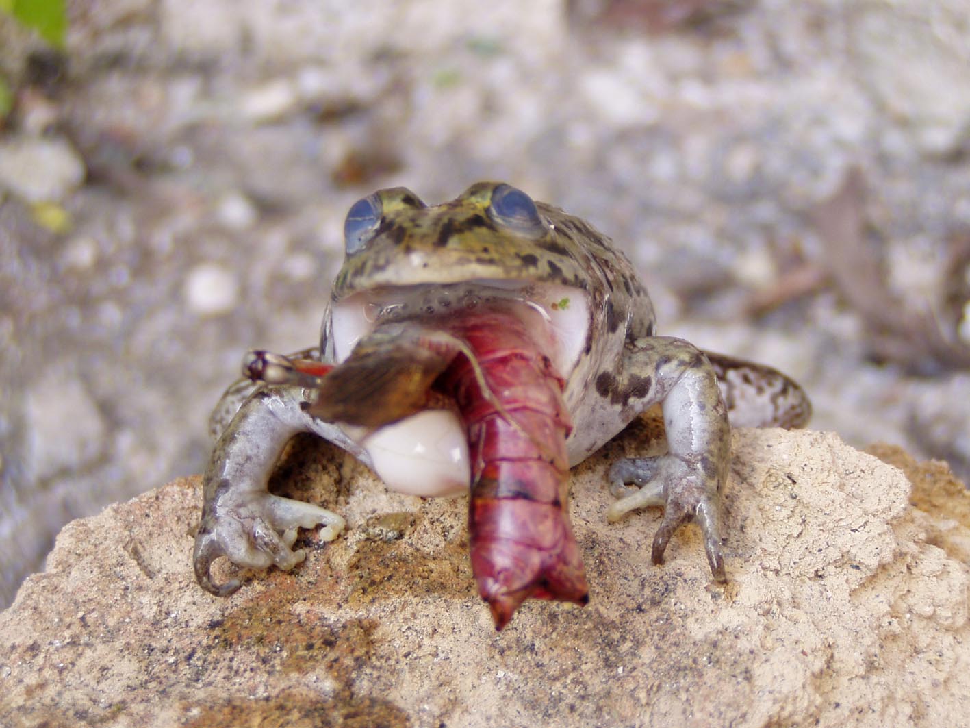 Strana morte per una rana